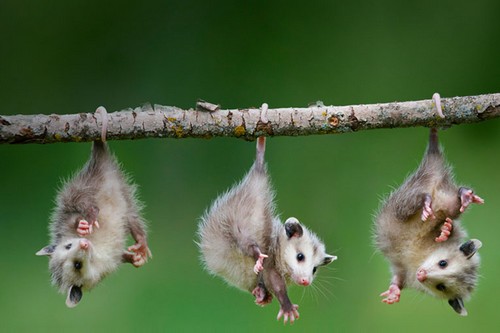 Myths about the Animal Kingdom