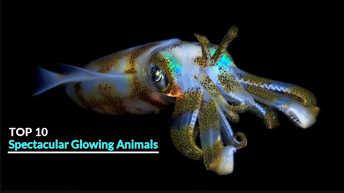 Spectacular Glowing Animals