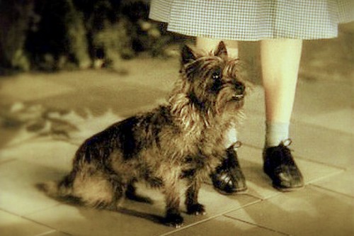 Toto, Terry, the Dog