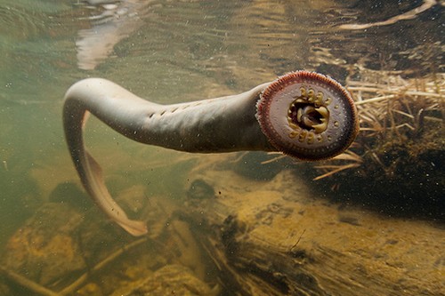 10 Underwater Creatures with Bizarre Appearance