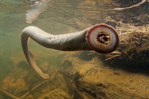 sea lamprey