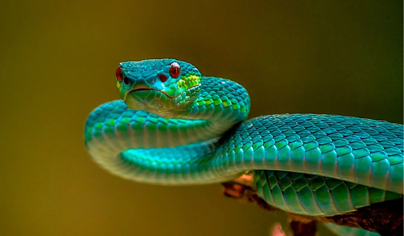 10 Most Interesting Facts Related to Snakes