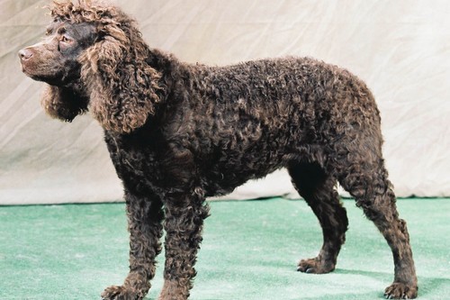 American Water Spaniel