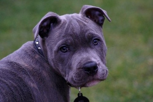 Blue Paul Terrier Extinct Breeds of Dogs