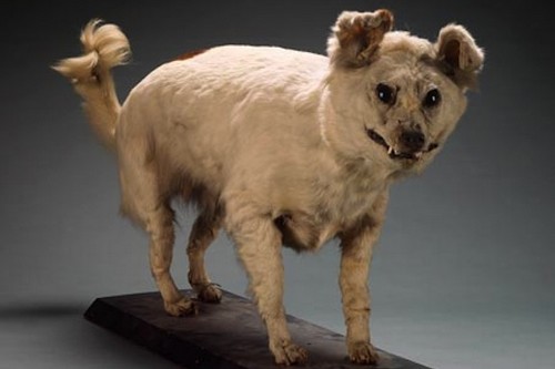 Extinct Breeds of Dogs - Kuri