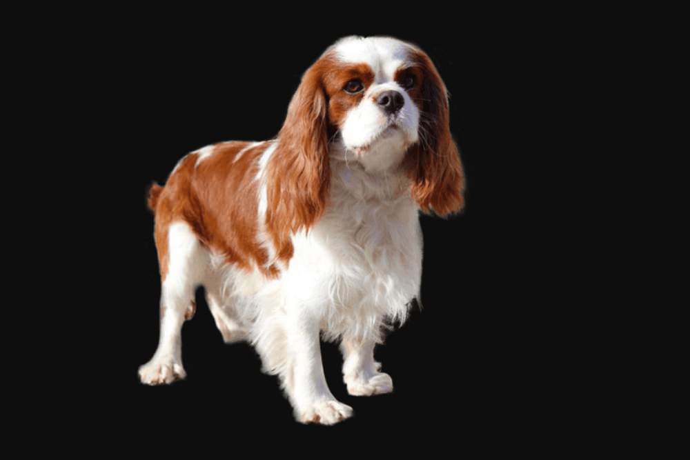 Extinct Breeds of Dogs