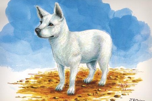 Hawaiian Poi Dog