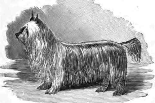 Paisley Terrier-Extinct Breeds of Dogs