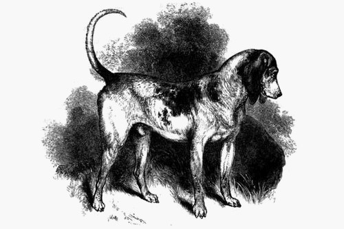 Southern Hound - Extinct Breeds of Dogs