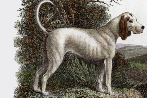 TalbotHound Extinct Breeds of Dogs