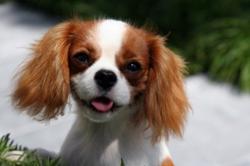 Toy Trawler Spaniel