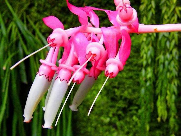 Most Beautiful but Strange Flowers