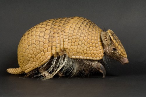 10 Mammals With Unusual Defences