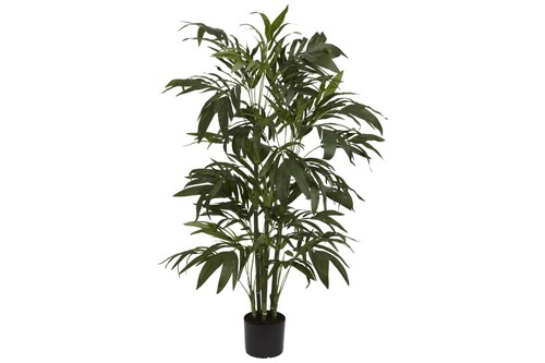 Bamboo Palm Silk Tree