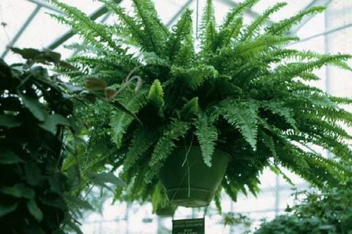 Boston Fern