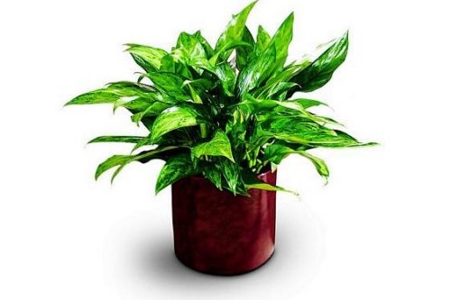Chinese Evergreen