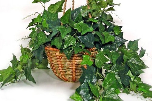 English Ivy