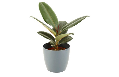 Indoor Houseplants Rubber Plant