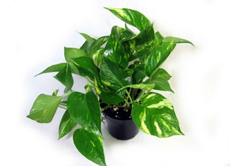 Golden Pothos