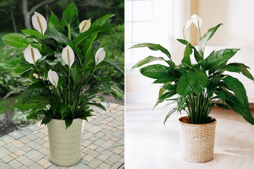 10 Popular Indoor  Houseplants that Purify Air WondersList