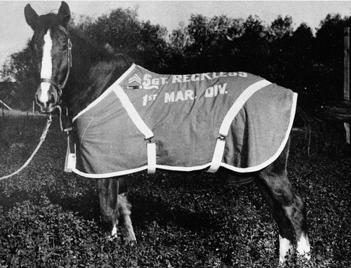Sergeant Reckless Famous War Horses
