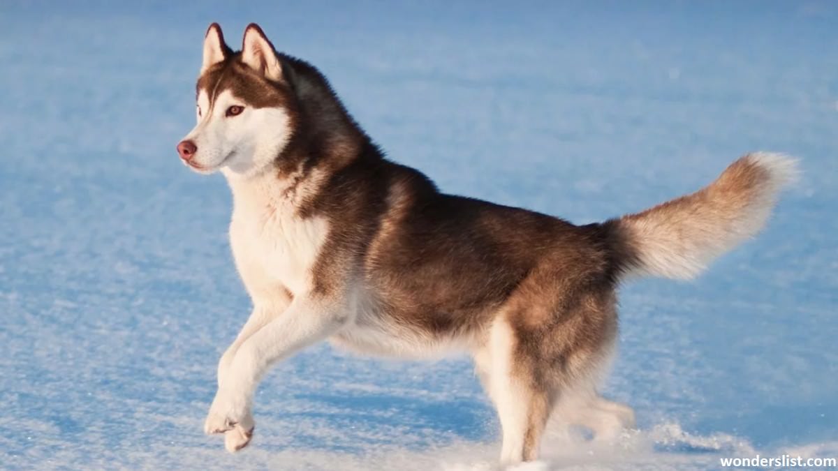 Dangerous Dog Breeds Siberian Husky