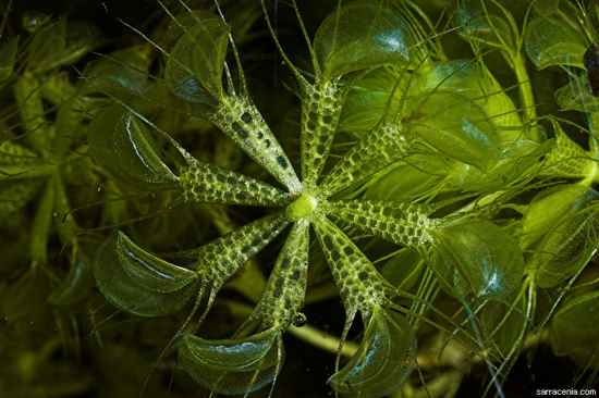 Aldrovanda vesiculosa Carnivorous Plants