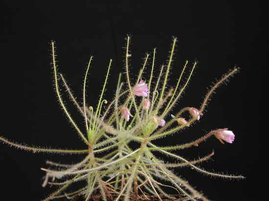 Byblis Carnivorous Plants