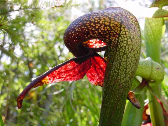 Darlingtonia californica Carnivorous Plants