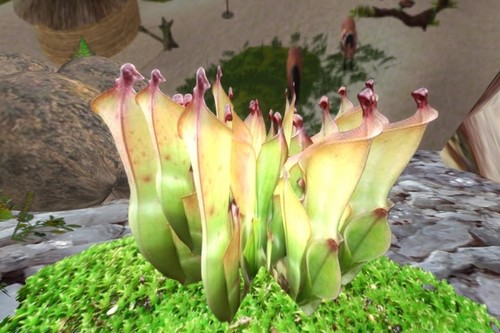 Beautiful Carnivorous Plants