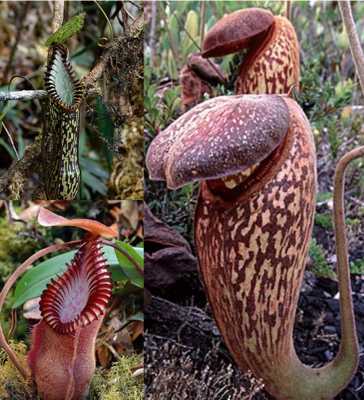 Nepenthes Carnivorous Plants