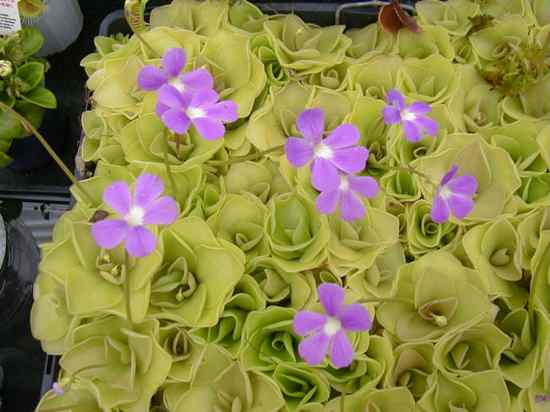 Pinguicula Carnivorous Plants