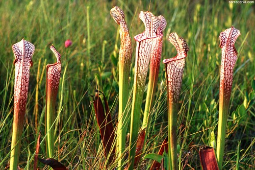 Sarracenia Carnivorous Plants