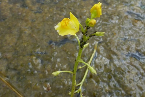 Utricularia Carnivorous Plants