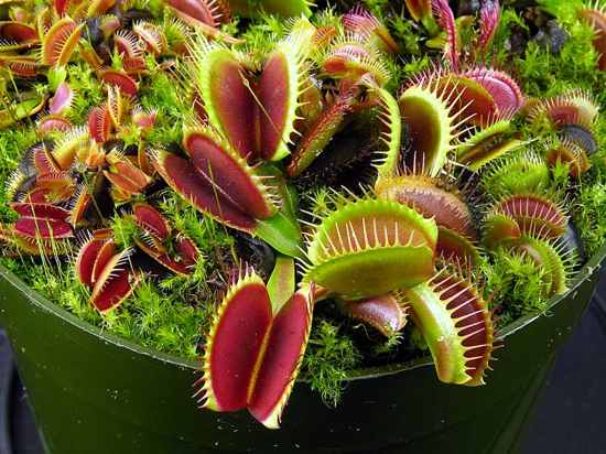 Venus Flytrap Carnivorous Plants