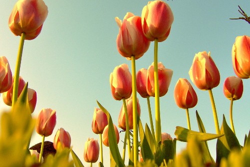 17th century Tulip Bulb