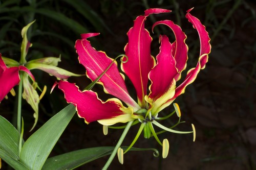 Gloriosa Lily