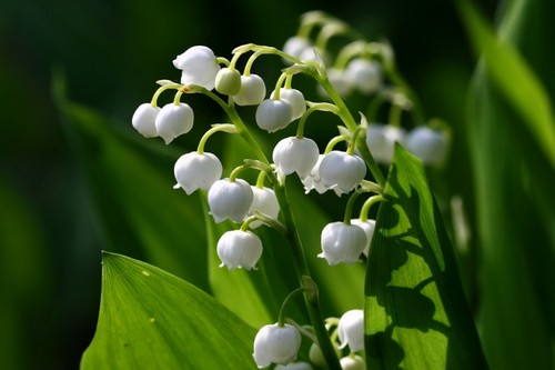 LILY of the Valley