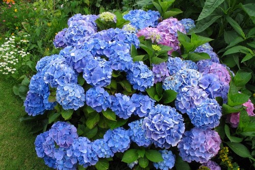 Most Expensive Flowers