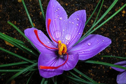 Most Expensive Flowers