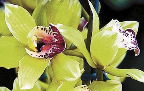 Most Expensive Flowers