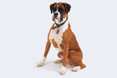 Boxer Dog Breeds to Join Your Family