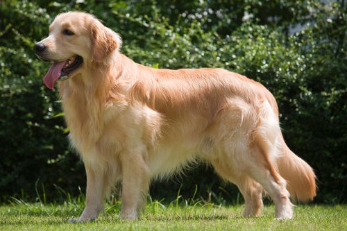 golden retriever pros and cons top 10 breeds to join your family wonderslist golden retriever pros and cons top 10 breeds to join your family wonderslist