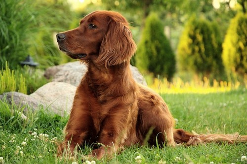 Irish Setter Dog Breeds to Join Your Family