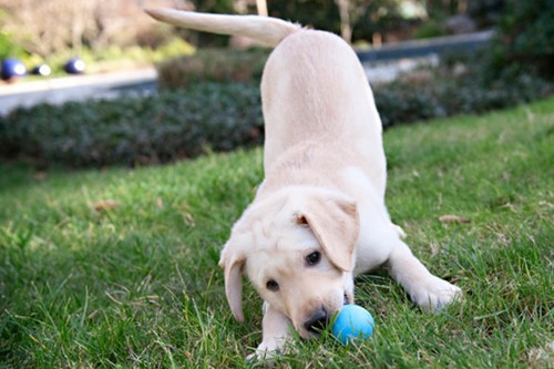 Top 10 Dog Breeds to Join Your Family