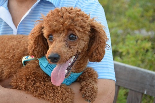 Top 10 Dog Breeds Poodle