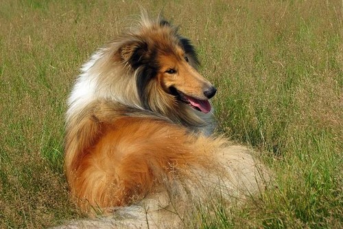 Dog Breeds to Join Your Family