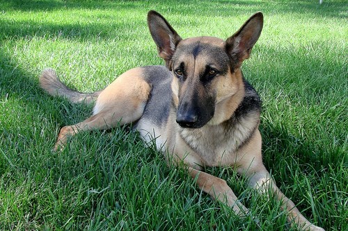 Top 10 Dog Breeds to Join Your Family