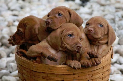Vizsla Top 10 Dog Breeds