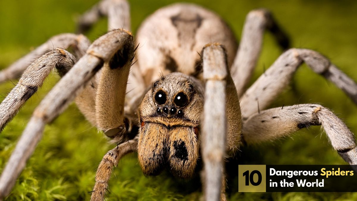 Dangerous Spiders in the World